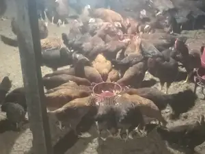 Chicken Sell