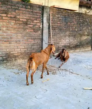 Home-raised goat