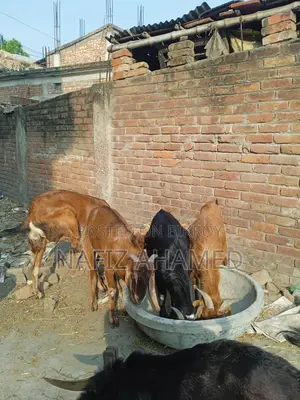 Home-raised goat