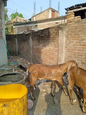 Home-raised goat