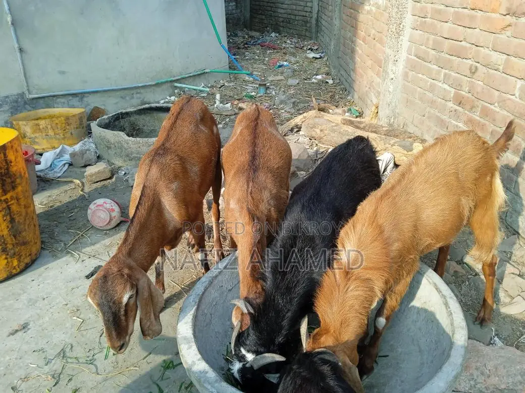 Home-raised goat