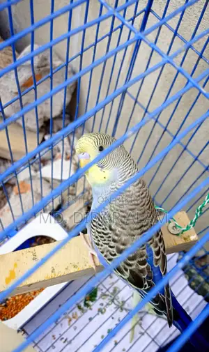 এডাল কিছু বাজরিগার পাখি বিক্রি করা হবে