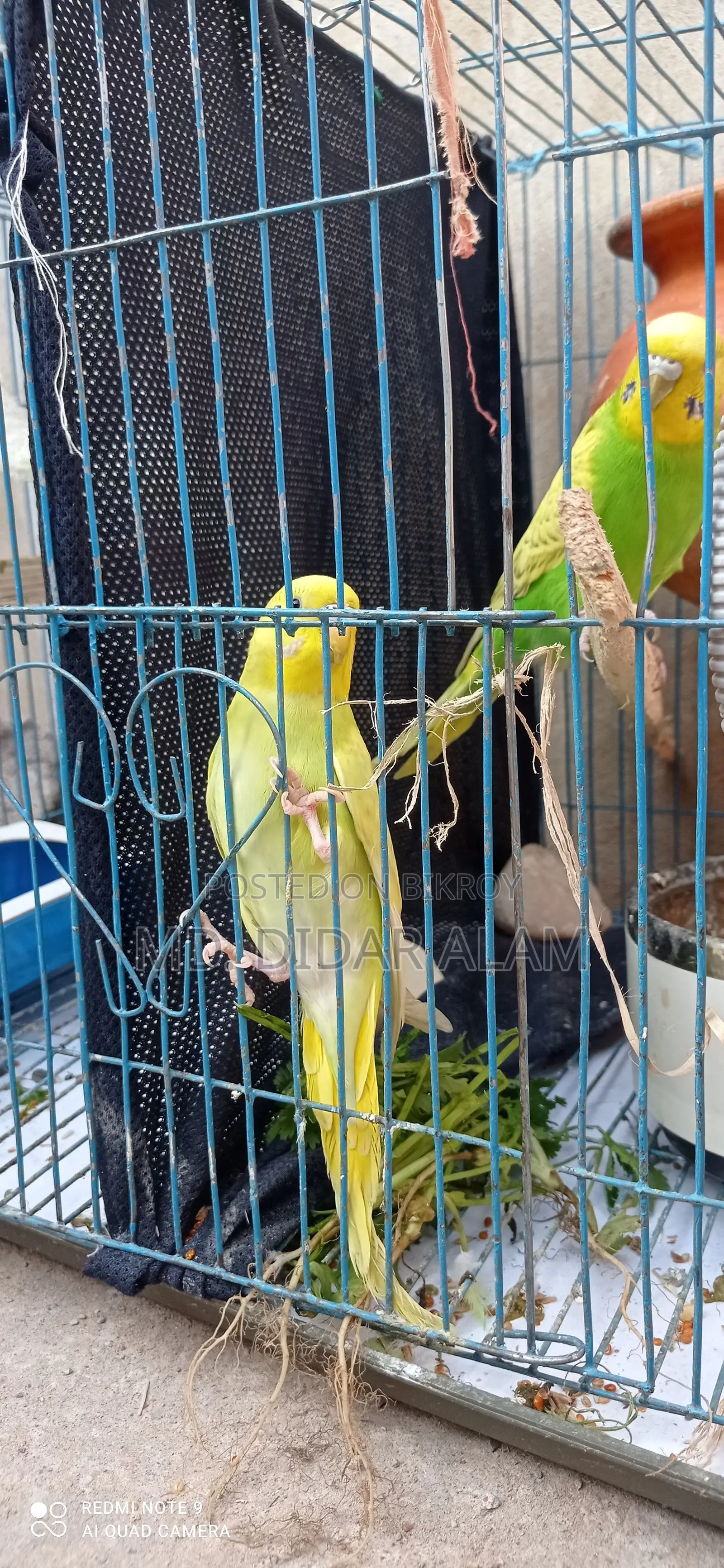 এডাল কিছু বাজরিগার পাখি বিক্রি করা হবে