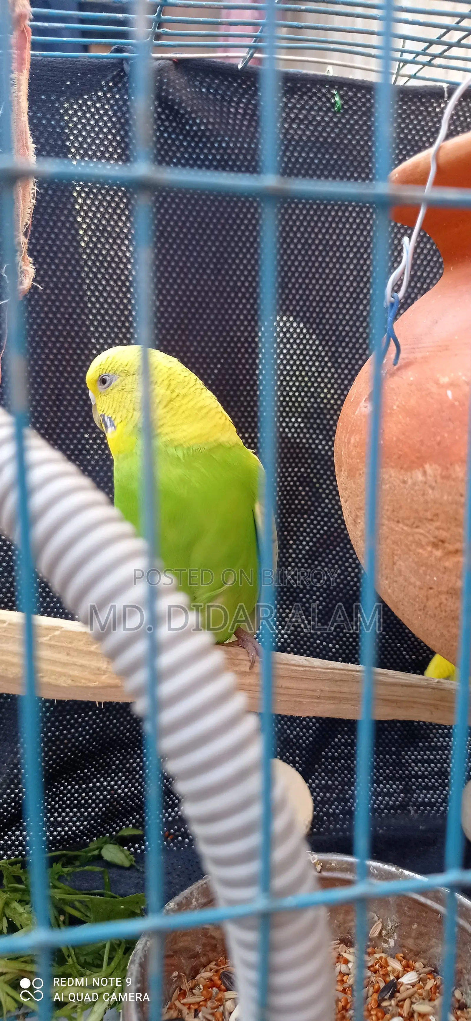এডাল কিছু বাজরিগার পাখি বিক্রি করা হবে