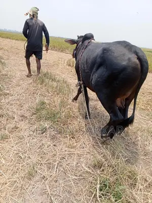 গরু বিক্রি হবে