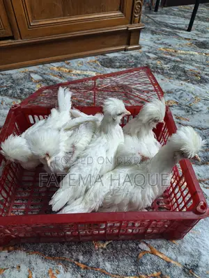 Sultan Chicken