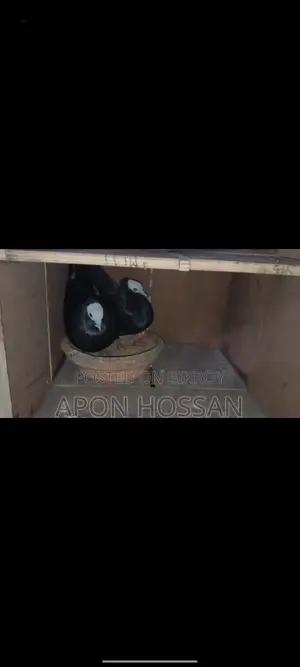 Pigeons