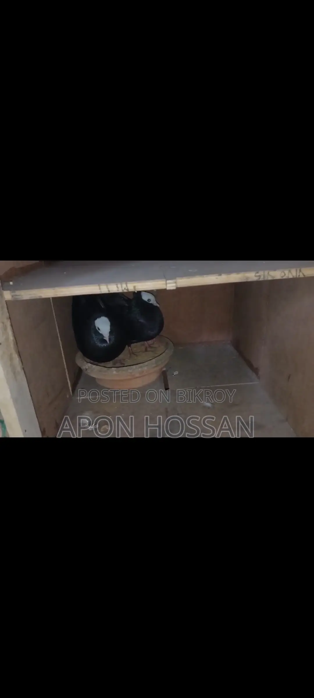 Pigeons