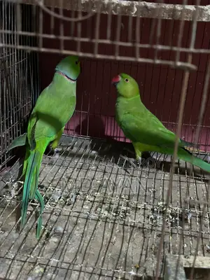 ইন্ডিয়ান রিং নেক