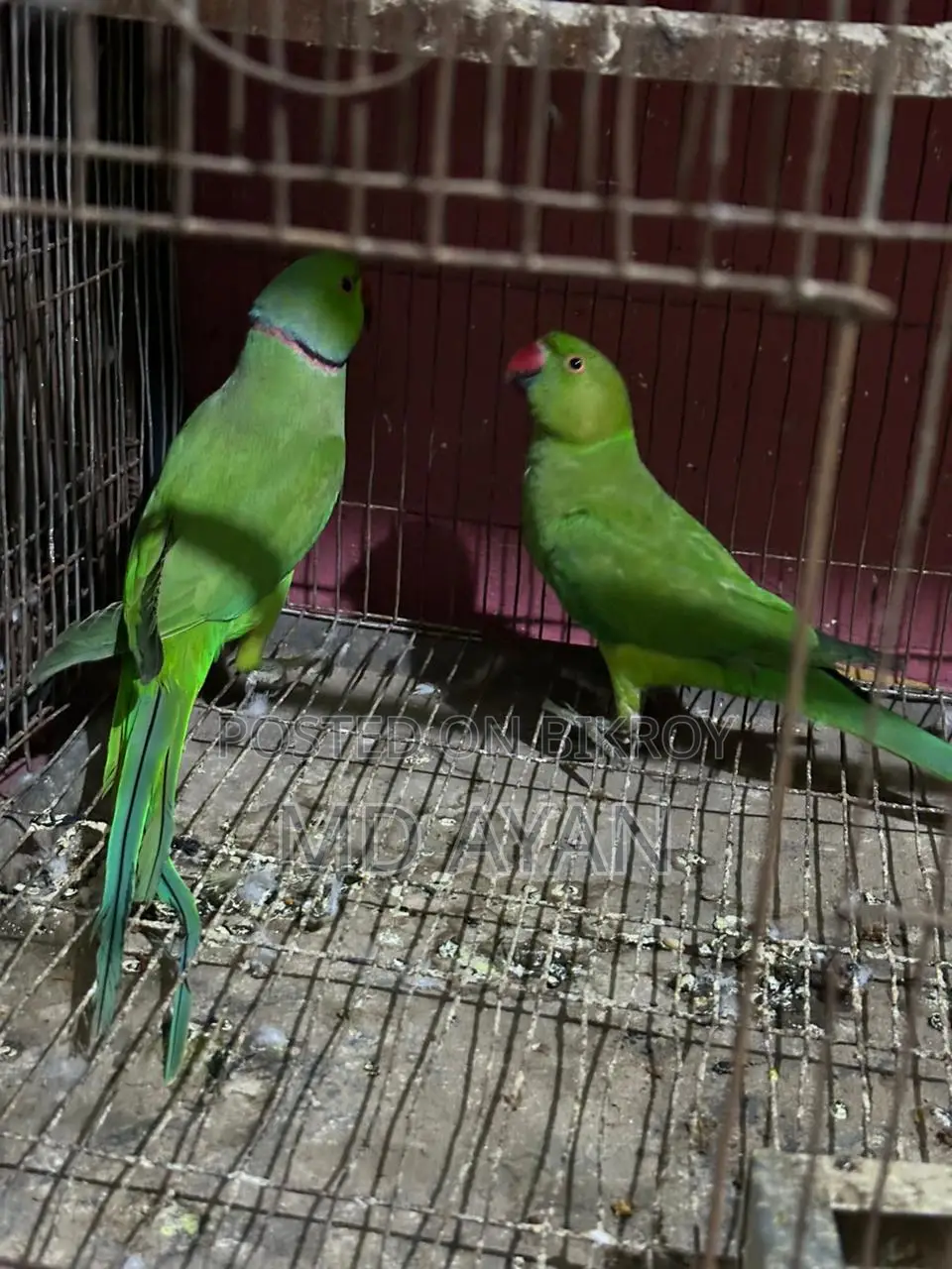 ইন্ডিয়ান রিং নেক