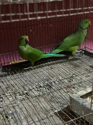 ইন্ডিয়ান রিং নেক