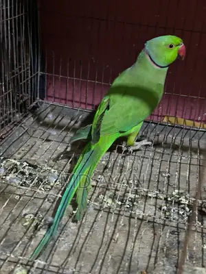 ইন্ডিয়ান রিং নেক