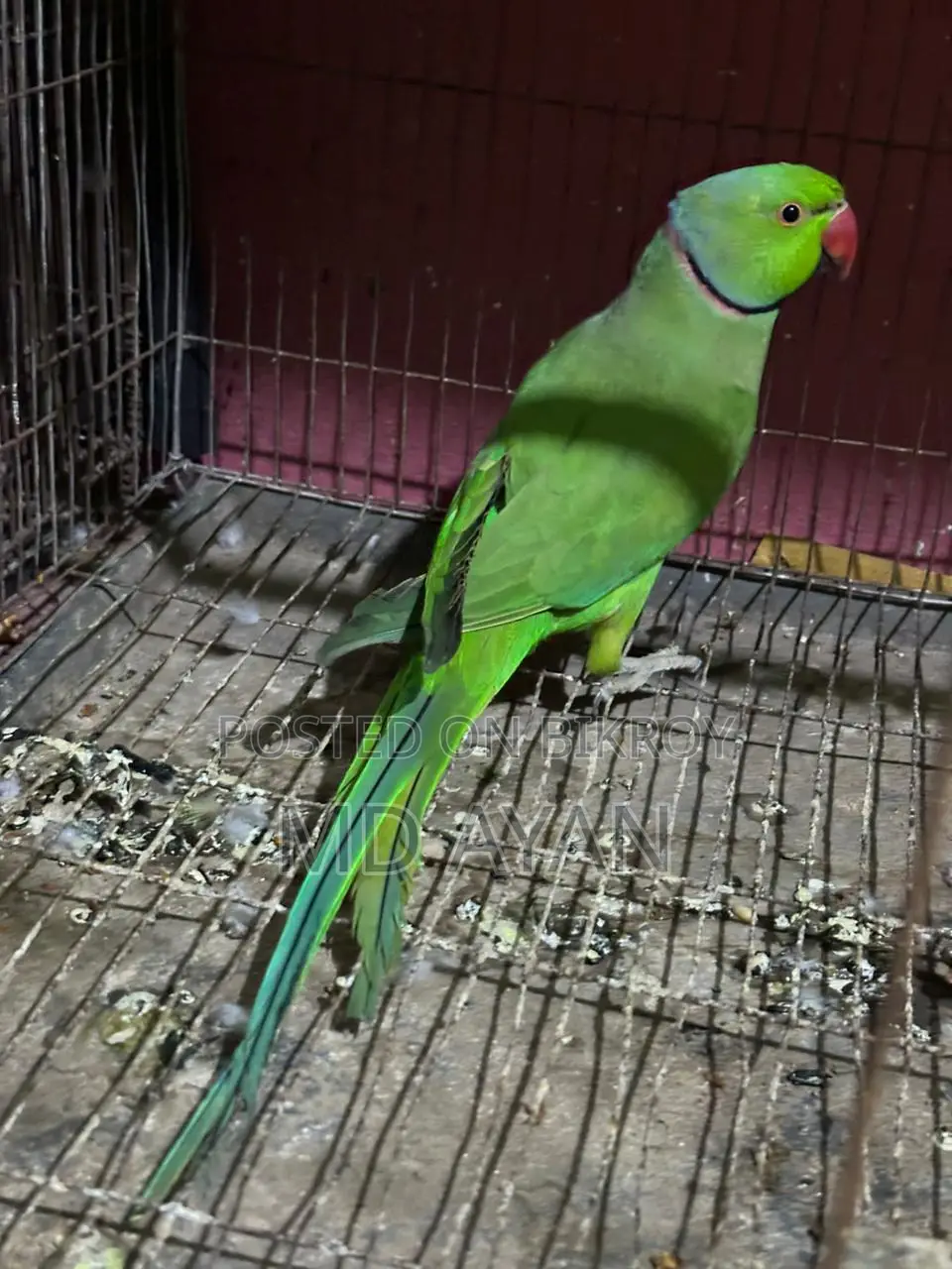 ইন্ডিয়ান রিং নেক