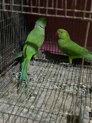 ইন্ডিয়ান রিং নেক