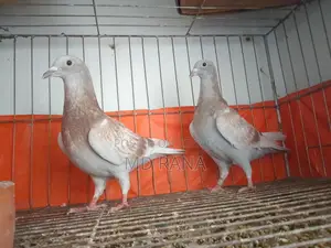 Red Checker Baby Pair