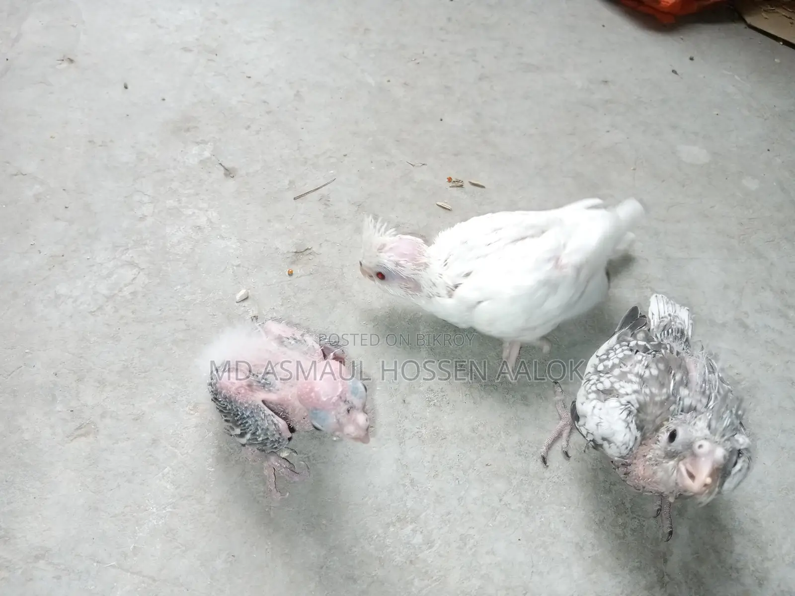 Cockatiel Tame Chicks for Sale