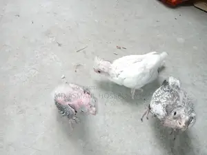 Cockatiel Tame Chicks for Sale