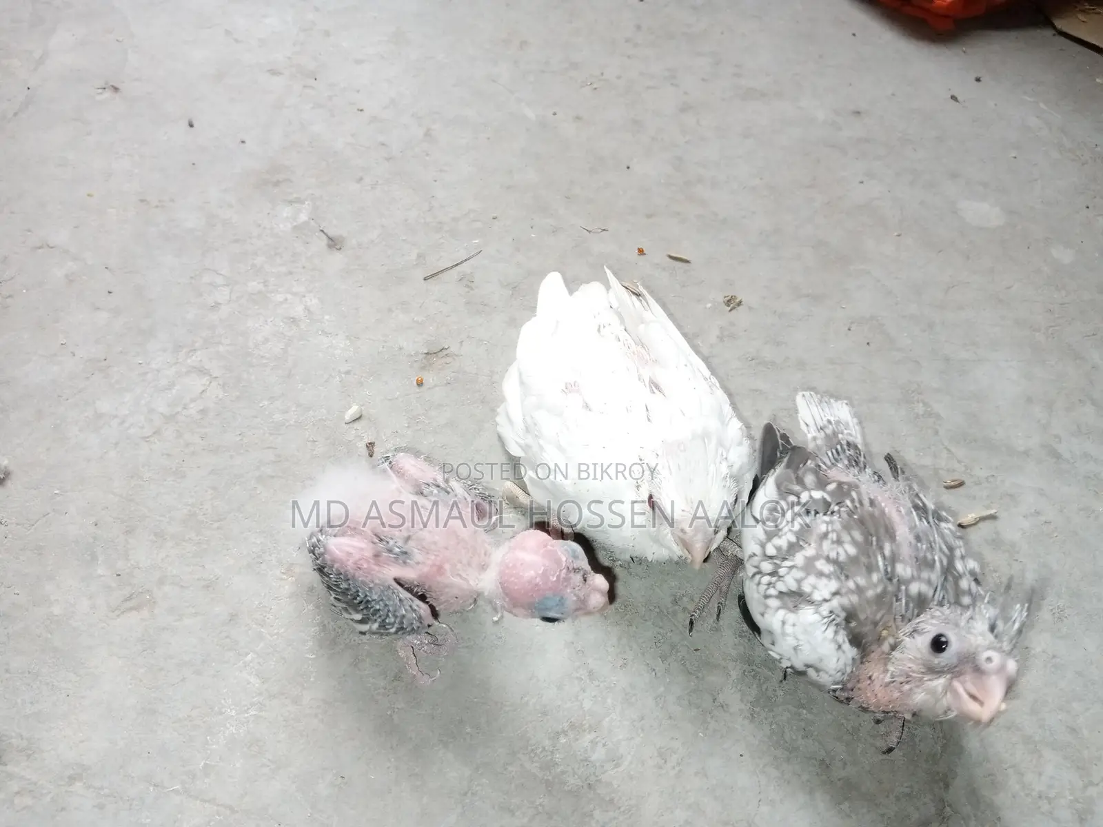 Cockatiel Tame Chicks for Sale