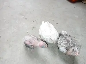 Cockatiel Tame Chicks for Sale