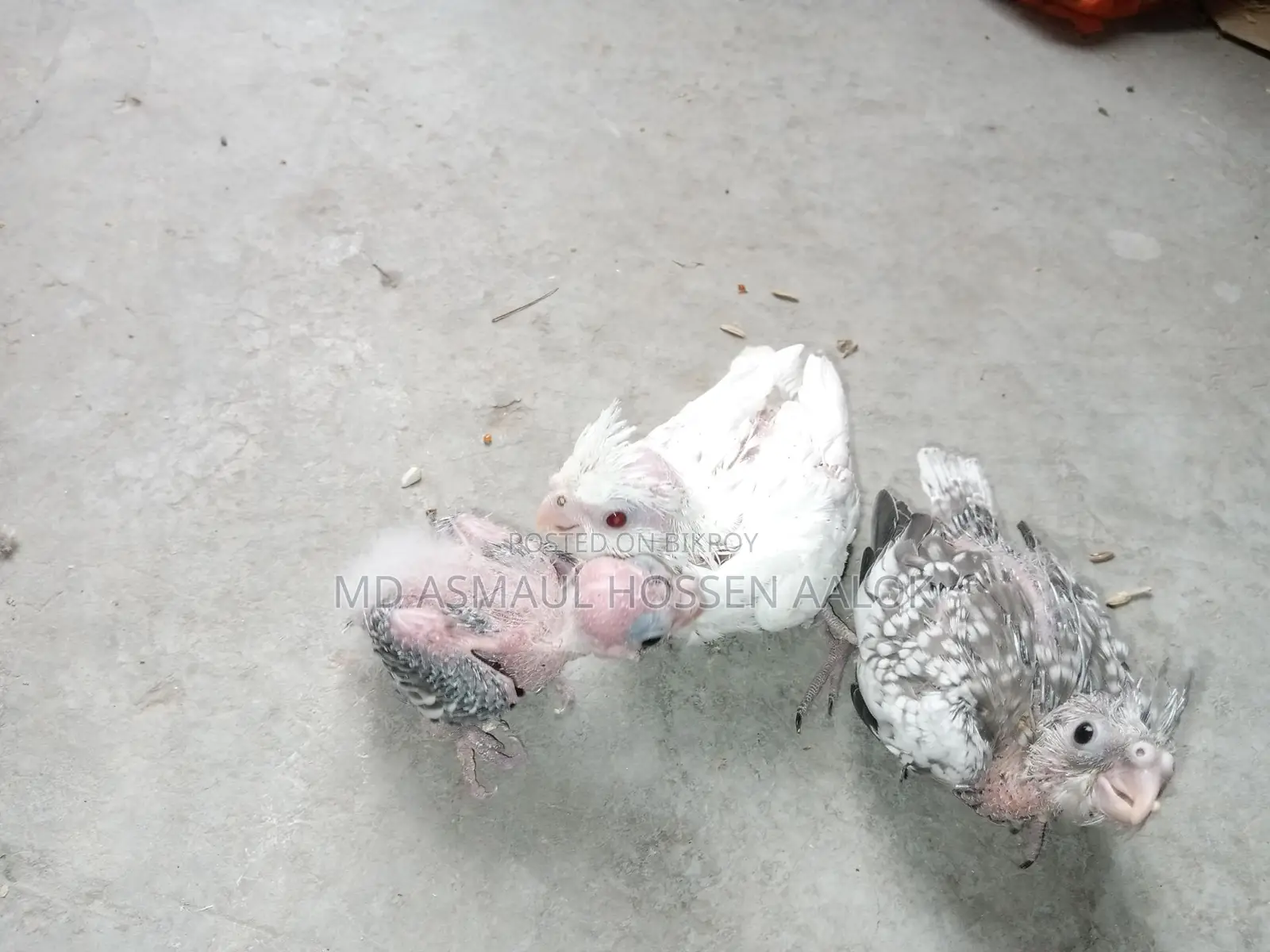 Cockatiel Tame Chicks for Sale