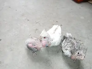 Cockatiel Tame Chicks for Sale