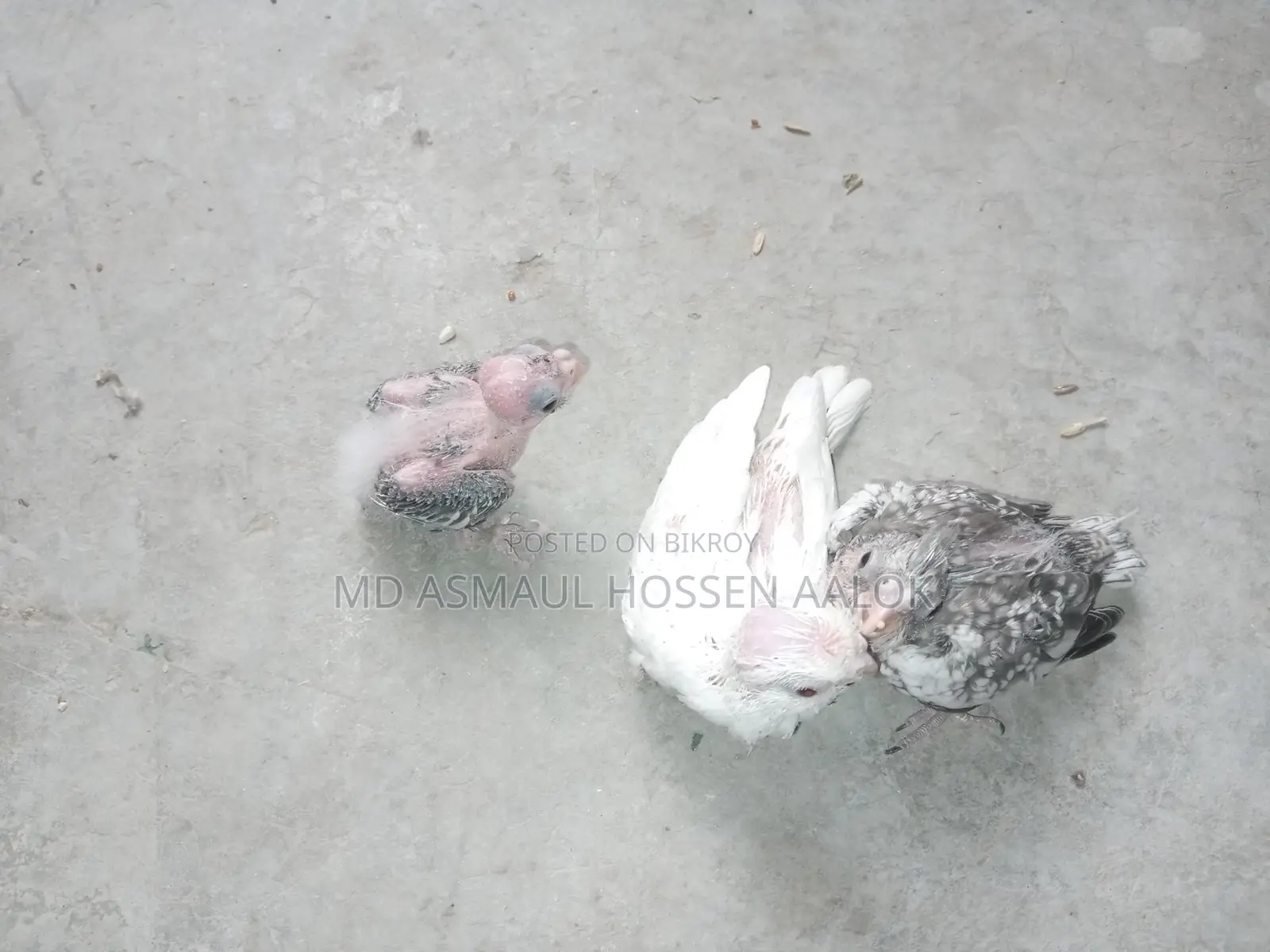 Cockatiel Tame Chicks for Sale