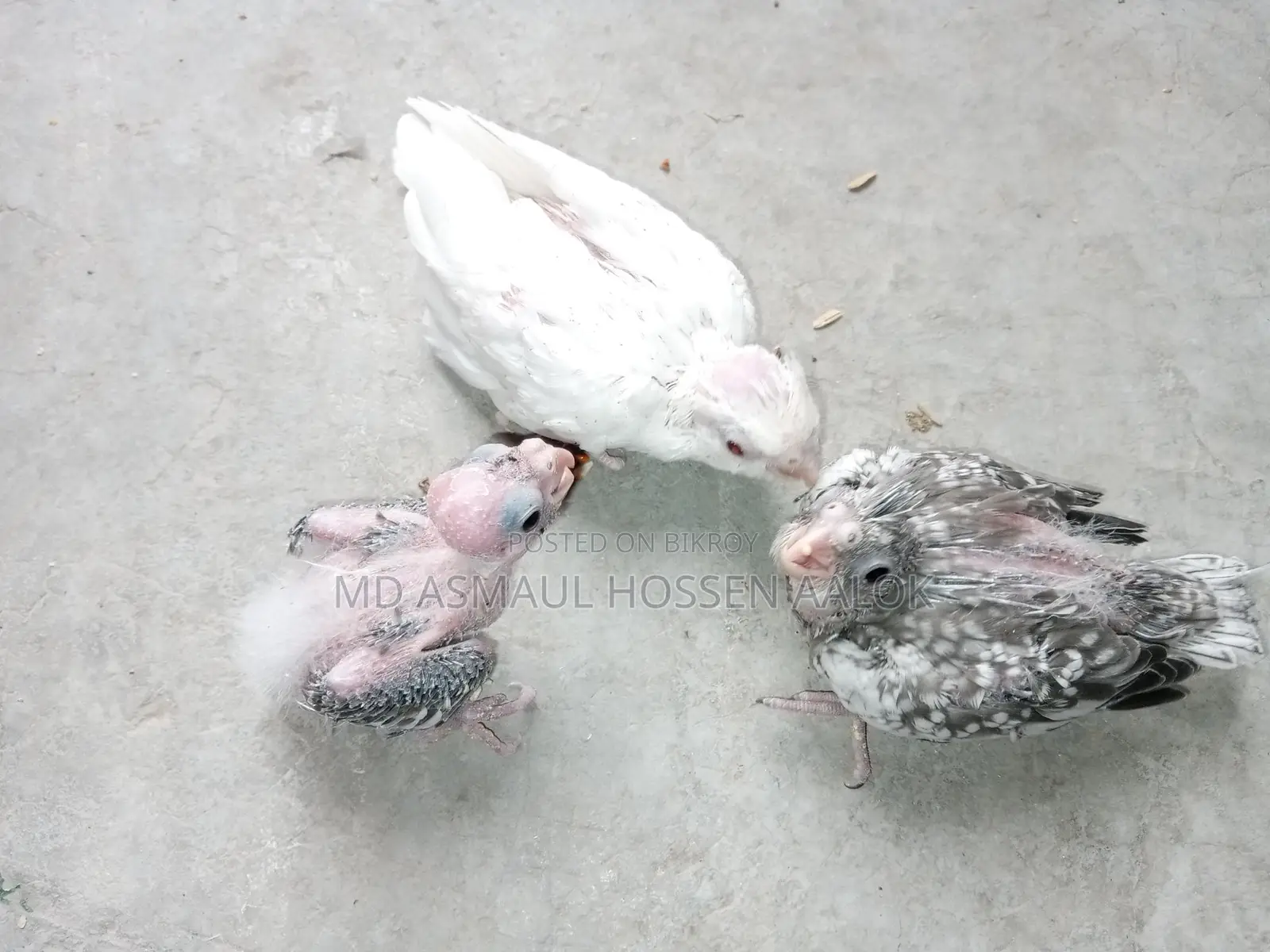 Cockatiel Tame Chicks for Sale
