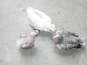 Cockatiel Tame Chicks for Sale