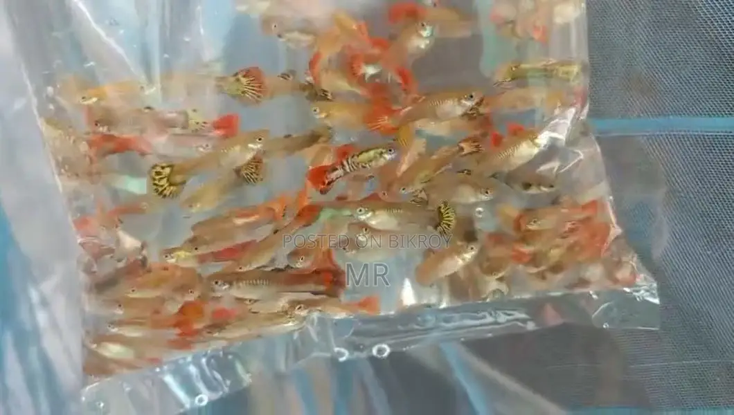 Mix Guppy