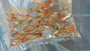Mix Guppy