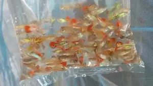 Mix Guppy