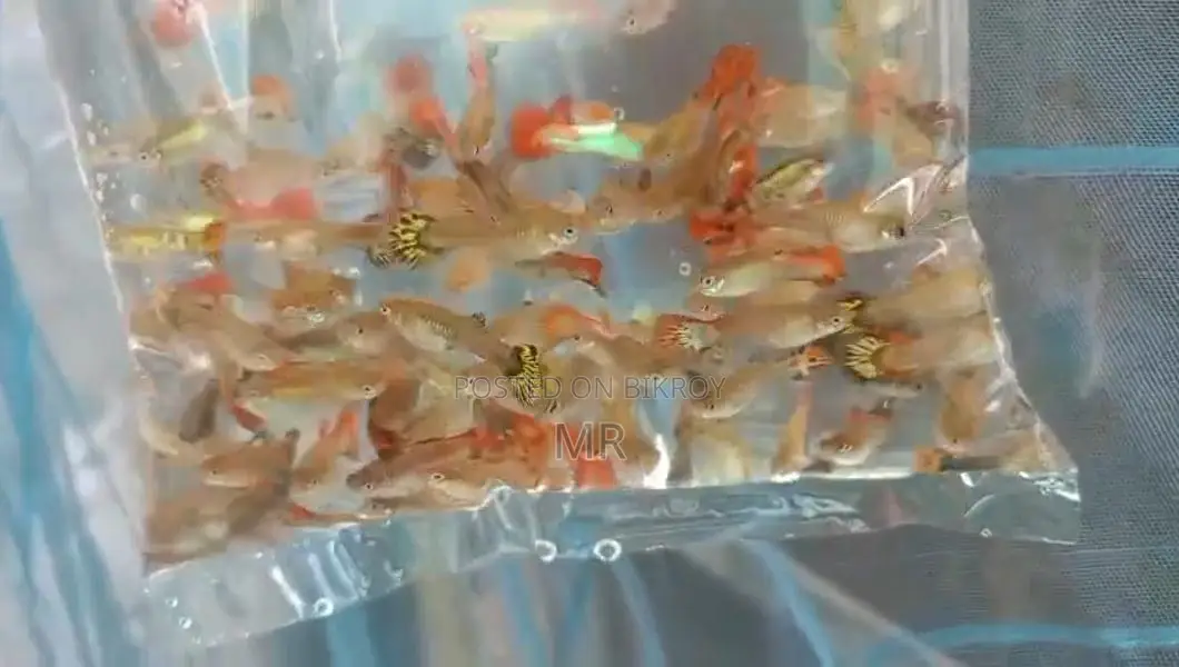 Mix Guppy
