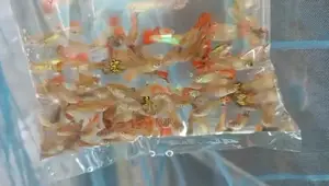 Mix Guppy