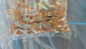 Mix Guppy