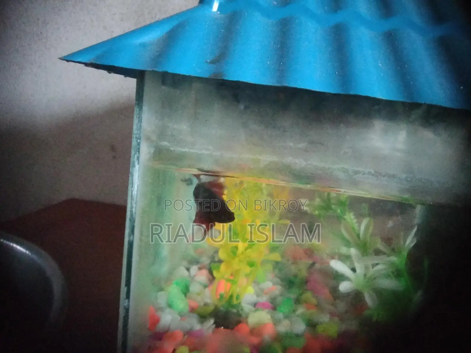 Fish for sale