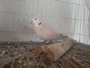 একটি male অস্ট্রেলিয়া ঘুঘু(ringnack dove)