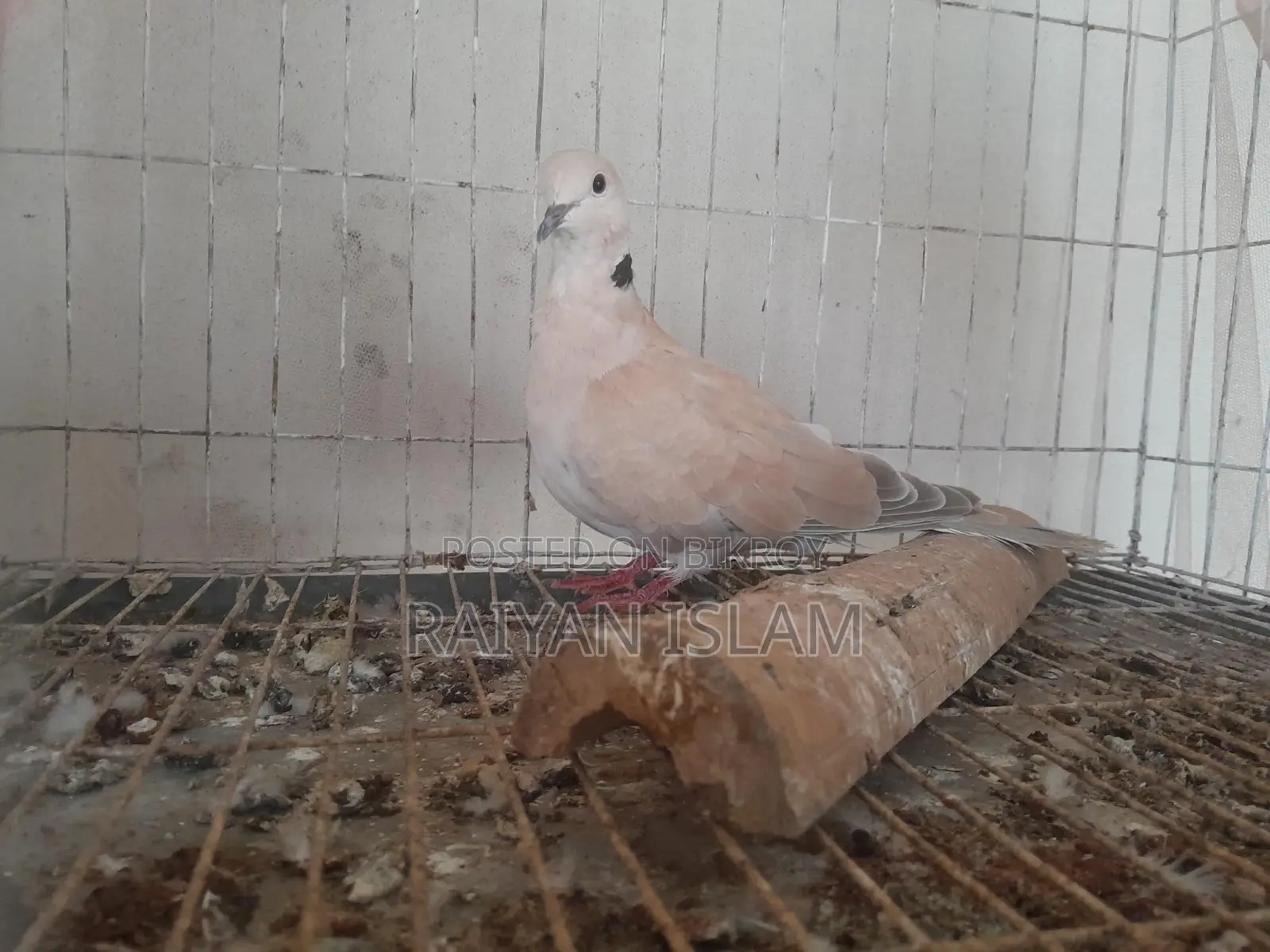 একটি male অস্ট্রেলিয়া ঘুঘু(ringnack dove)