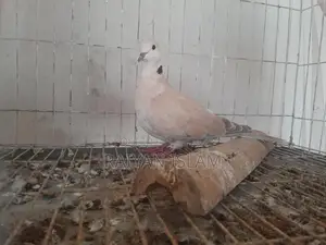 একটি male অস্ট্রেলিয়া ঘুঘু(ringnack dove)