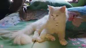 Persian Cat