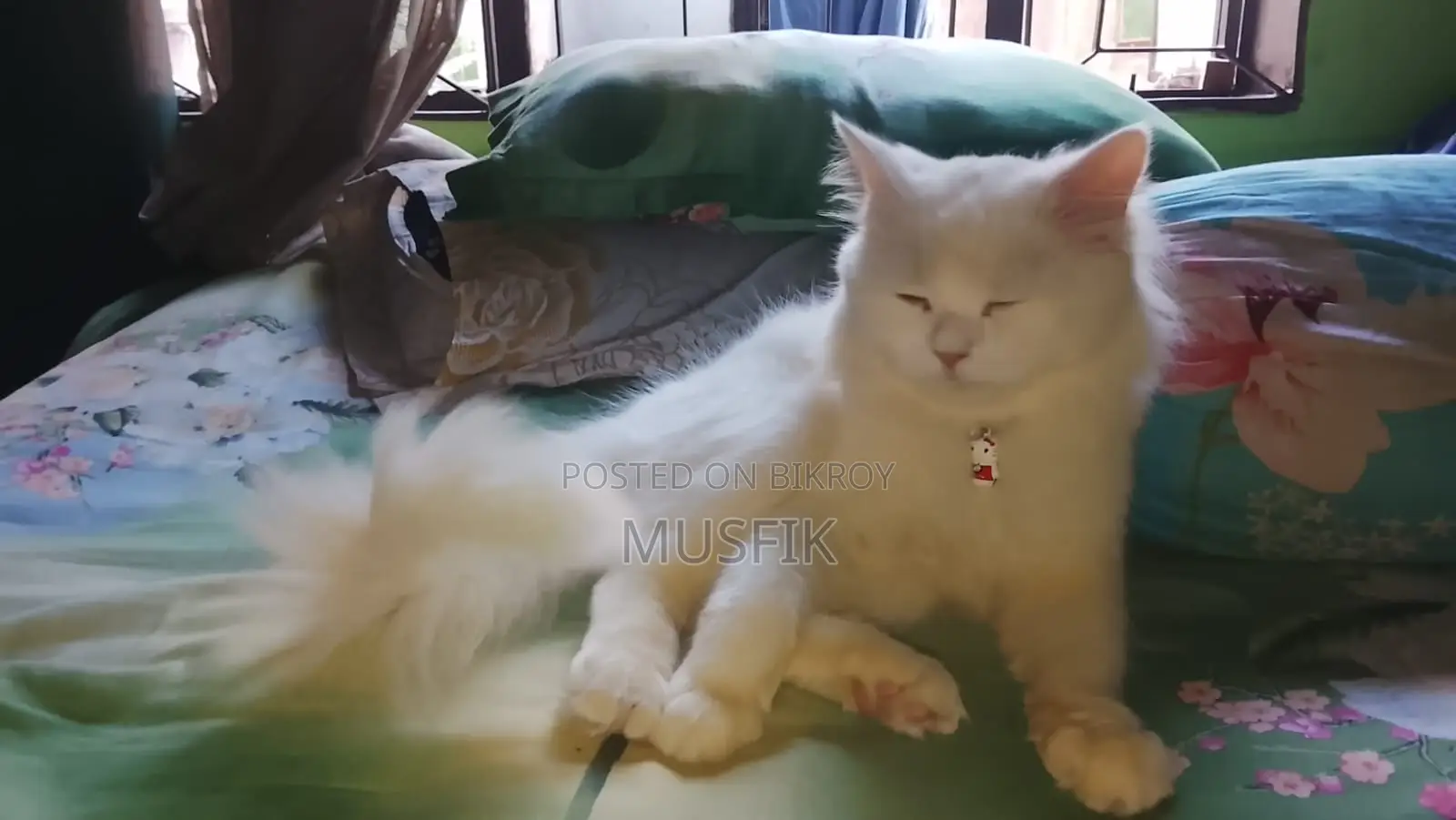 Persian Cat
