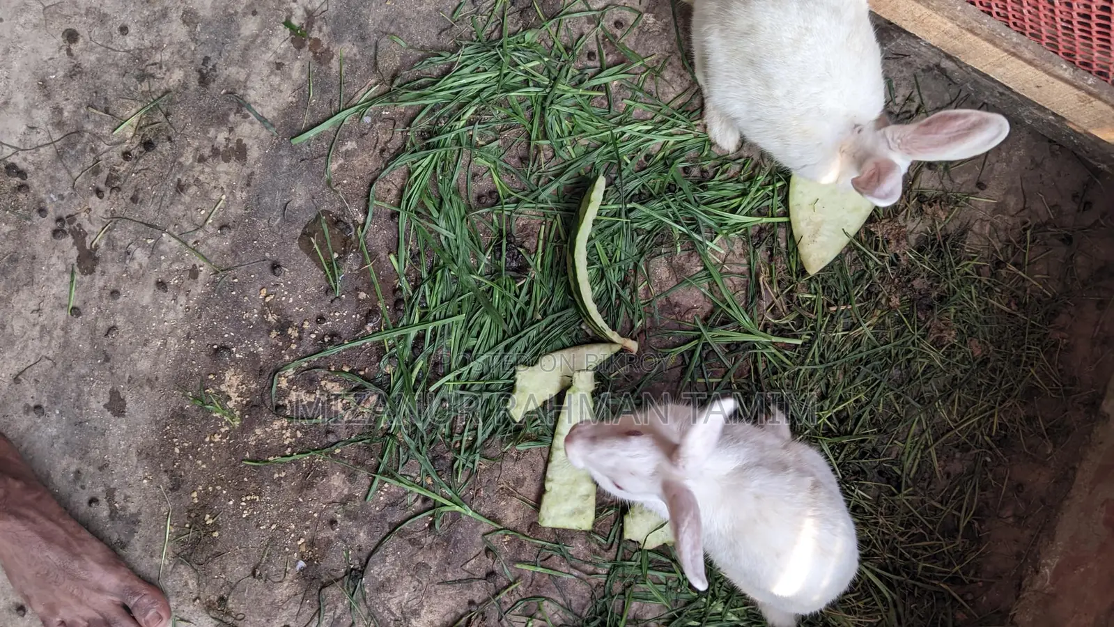 Healthy and Energetic 3-Month-10-Day-Old Pair of Rabbits for Sale