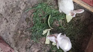 Healthy and Energetic 3-Month-10-Day-Old Pair of Rabbits for Sale