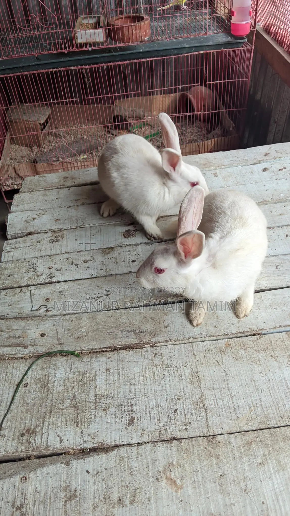 Healthy and Energetic 3-Month-10-Day-Old Pair of Rabbits for Sale