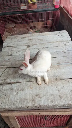 Healthy and Energetic 3-Month-10-Day-Old Pair of Rabbits for Sale