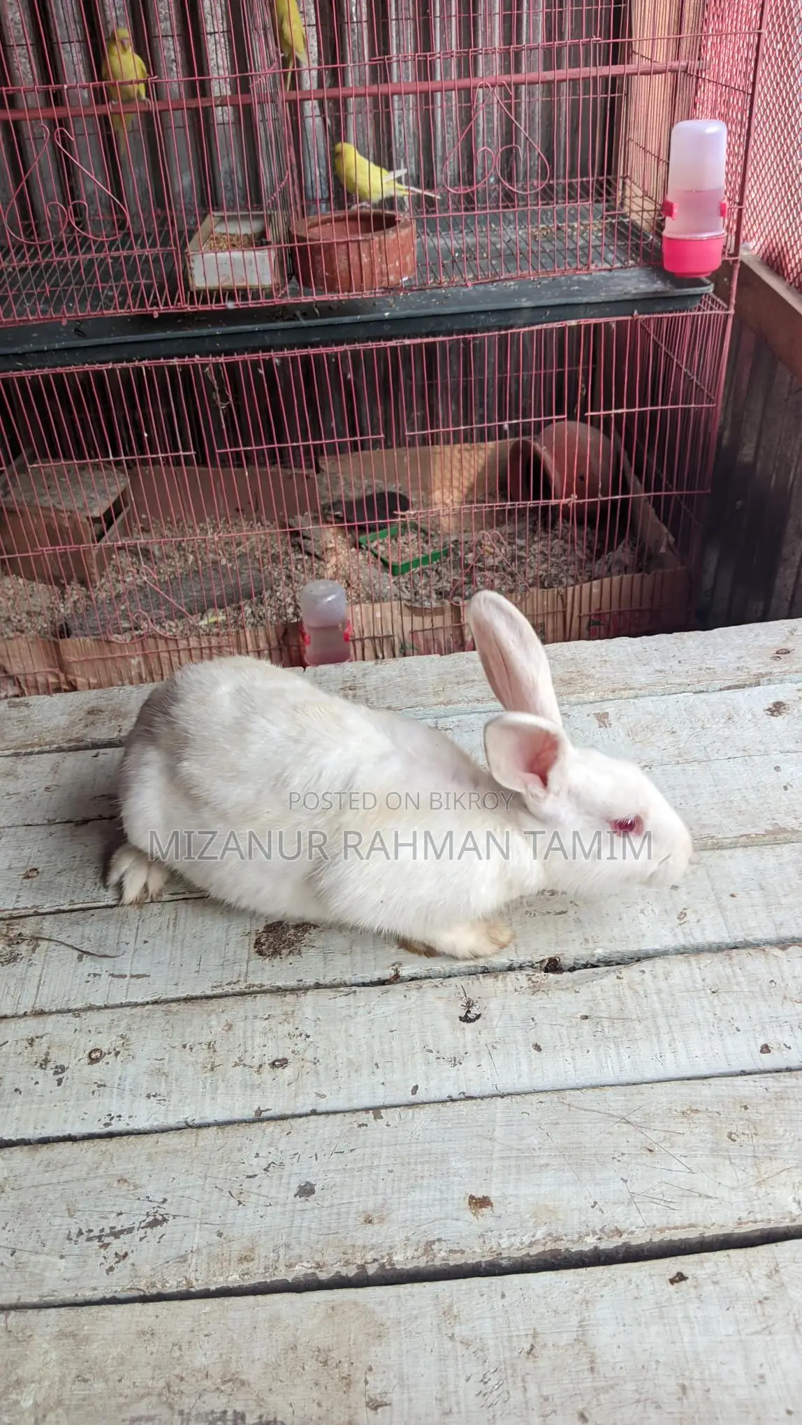 Healthy and Energetic 3-Month-10-Day-Old Pair of Rabbits for Sale