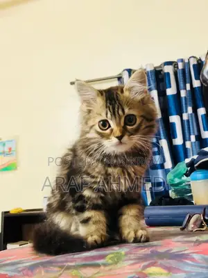 Pure Persian Black Cat