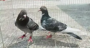 Racer Pigeon (New Adult)