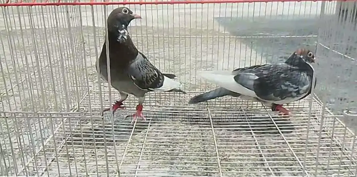Racer Pigeon (New Adult)