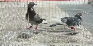 Racer Pigeon (New Adult)