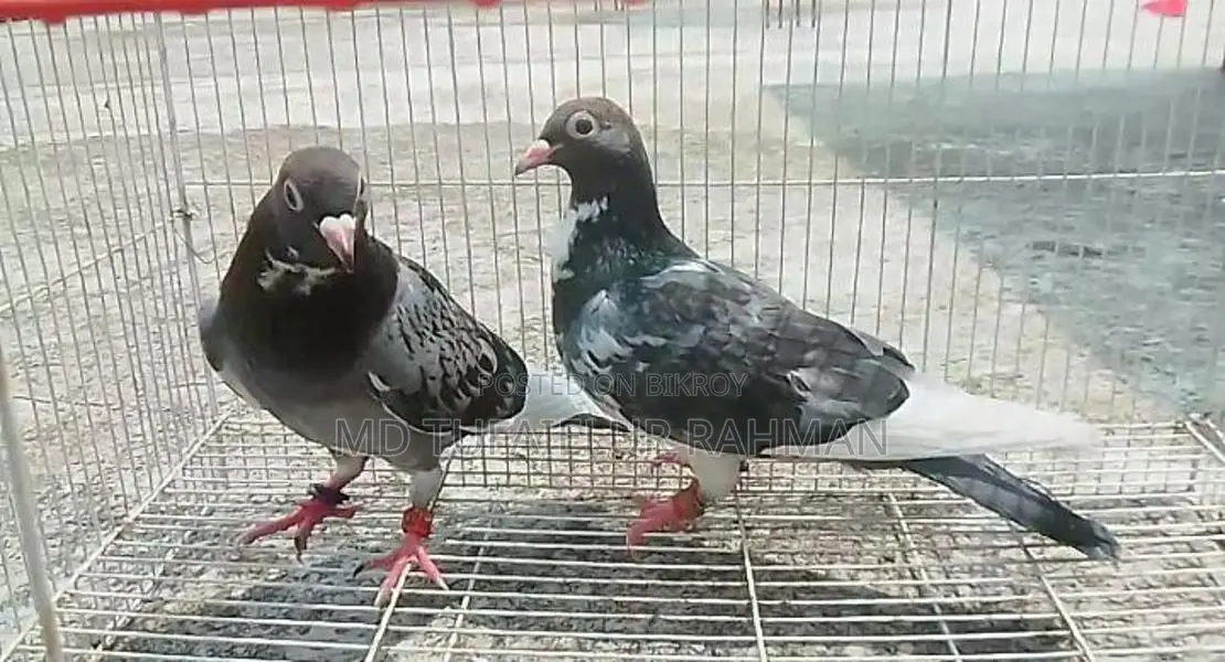 Racer Pigeon (New Adult)